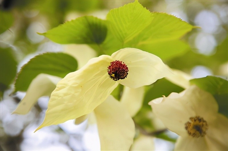 林草科普中国鸽子树绿色的和平使者