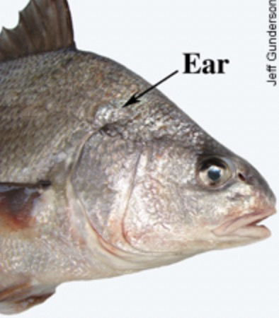 从外部看,鱼没有耳朵,然而并不是.