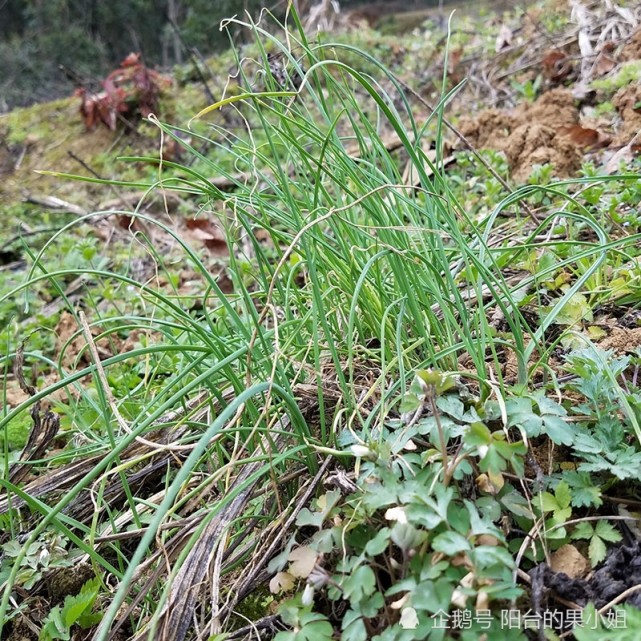 它本名叫薤白(xiè bái),是石蒜科蔥屬的植物