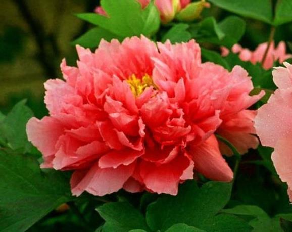 心理测试4朵富贵花哪朵最吸引你测你今生最大的福运是什么