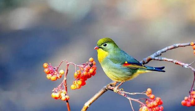 心理测试:凭直觉选择一只发财鸟,测你是否会有意外之财找上门!