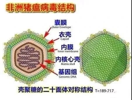 美国农业研究局在对抗非瘟病毒方面取得两项重要进展