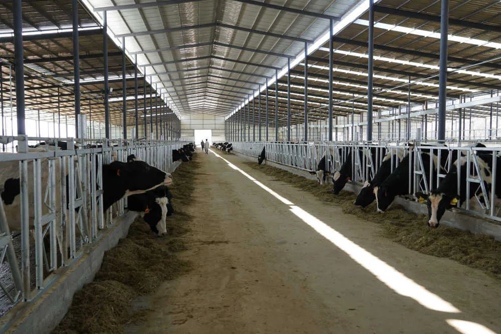 目前,已建成奶牛养殖厂房,智能化挤奶设施等