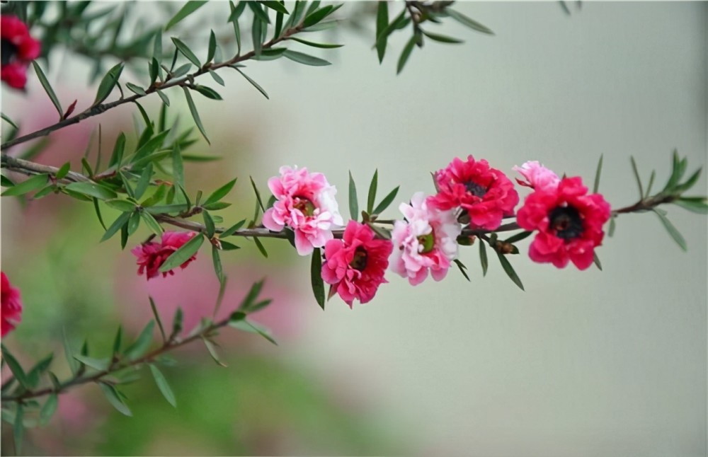 開花好看花期長的松紅梅,容易掉花苞葉片乾枯,可能是