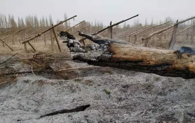 敦煌万亩防护林被毁网友痛心再不保护那些景点就没了