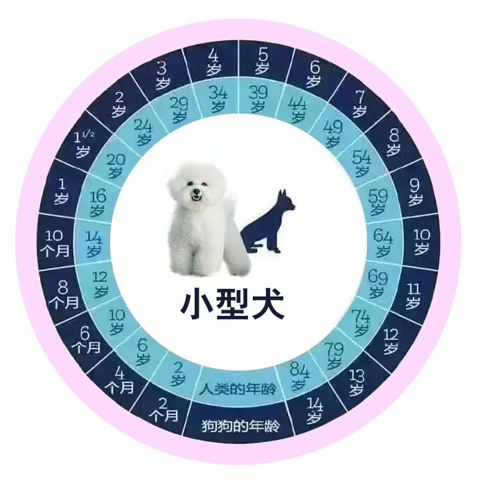 最全狗狗和人的年龄对照表