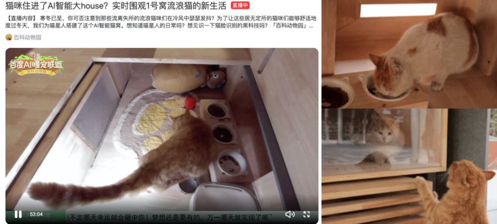流浪猫住上了ai智能大house 和百科动物园一起陪猫咪过冬 腾讯新闻