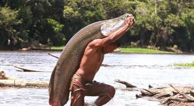 亚马逊河流域中最恐怖的动物是什么 腾讯新闻
