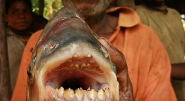 电鳗|食人鲳|亚马逊河流|亚马逊森蚺