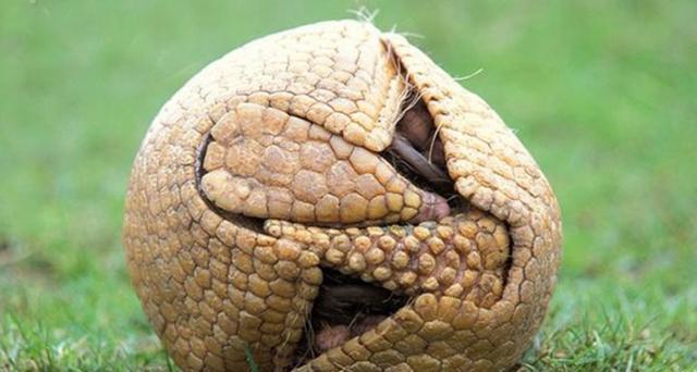 犰狳|穿山甲|犰狳科|潘帕兽