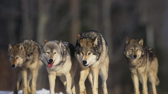狼群中的头狼是雌性还是雄性为什么