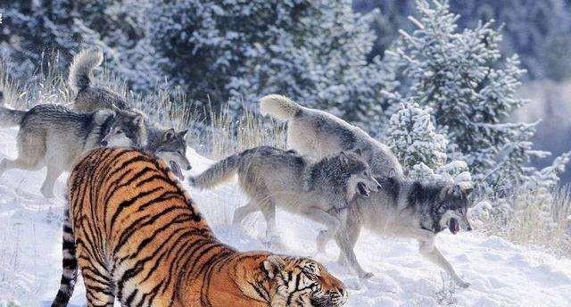 狼群真的斗不过老虎吗为什么