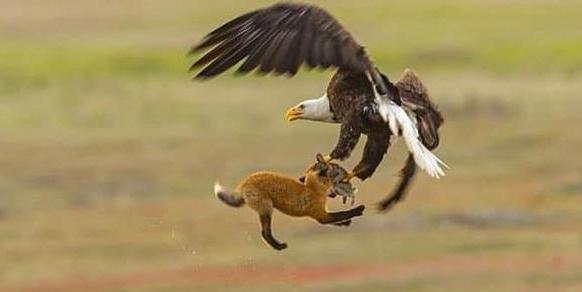 老鹰真的能够猎杀狼和狐狸吗?为什么?