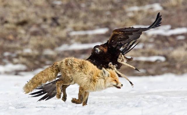 老鹰真的能够猎杀狼和狐狸吗?为什么?