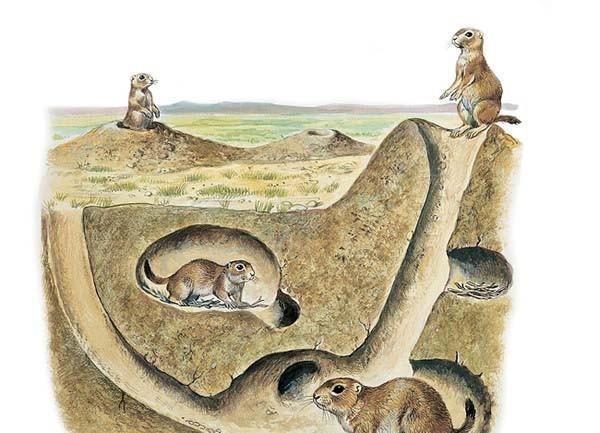 老鼠洞的结构真的非常复杂吗有多复杂为什么