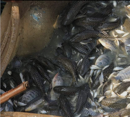 台北魚訊 台北按摩 台北外送茶 台北魚訊