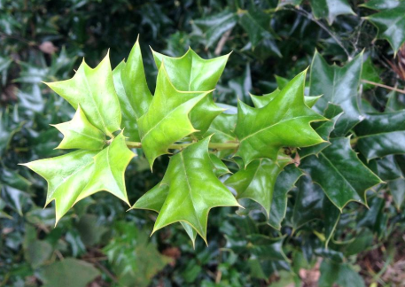 这东西叶子有8根刺俗称鸟不落若在山里见到可速速移栽