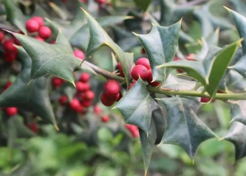 这东西叶子有8根刺,俗称"鸟不落",若在山里见到,可速速移栽