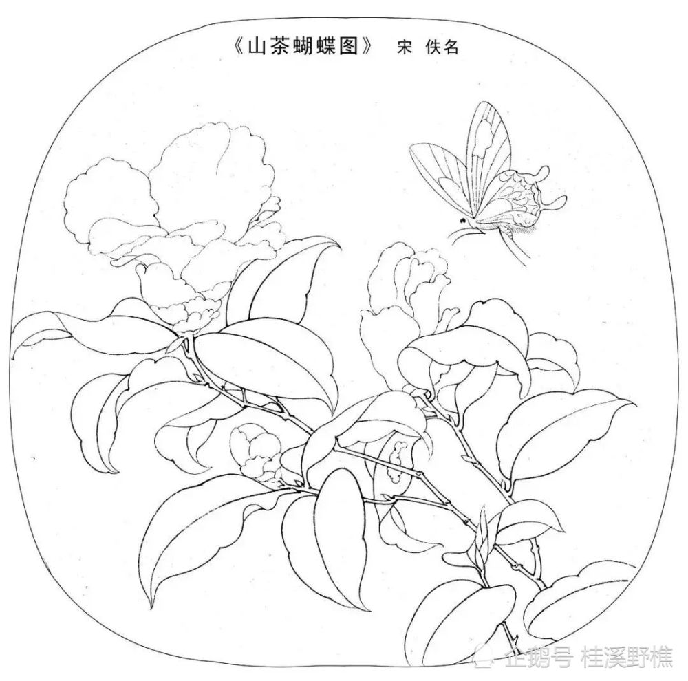 初学者怎么画花卉扇面从线条到造型教你画简单易学收藏临摹