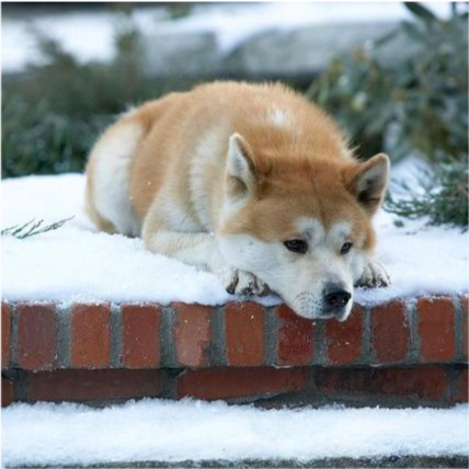 电影推荐|忠犬八公的故事_腾讯新闻