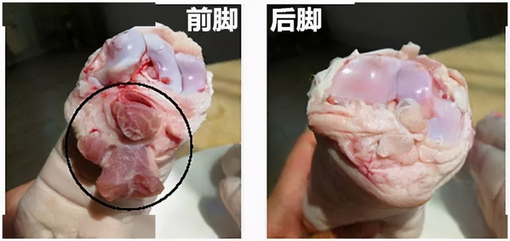 买猪蹄,要"前蹄"还是"后蹄"?区别挺大,买错肉少骨头多,难吃还浪费钱