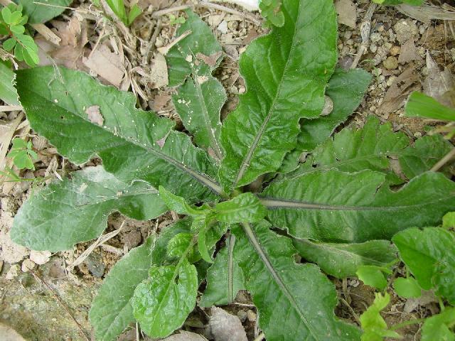 农村一种野草 用根部煲汤是一绝 增强免疫力 抗菌消炎防感冒 腾讯新闻