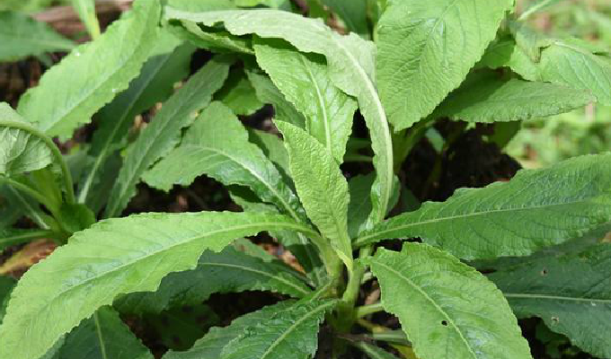农村一种野草 用根部煲汤是一绝 增强免疫力 抗菌消炎防感冒 腾讯新闻