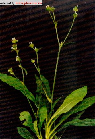 农村一种野草 用根部煲汤是一绝 增强免疫力 抗菌消炎防感冒 腾讯新闻