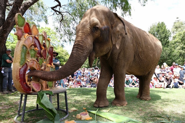 澳洲64岁亚洲象庆生