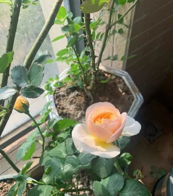 兔子|养只兔子，兔子粪便拿来养花，网友：“自产自用，真是羡慕”