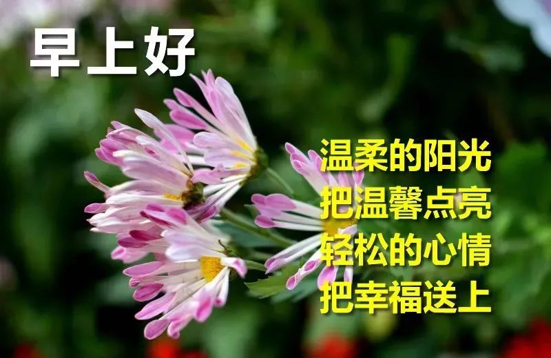 大家早上好全新版早晨好表情图合集新版早上好祝福语美女图片