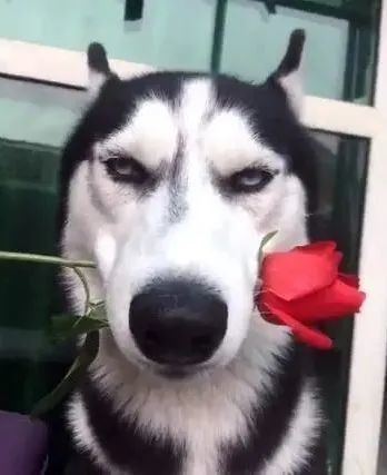 家有哈士奇主人叫二哈叼着玫瑰这眼神出卖了它的意愿