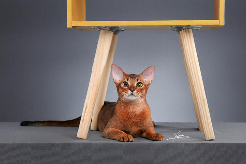 猫咪快递