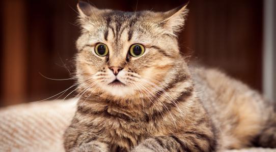 猫咪快递
