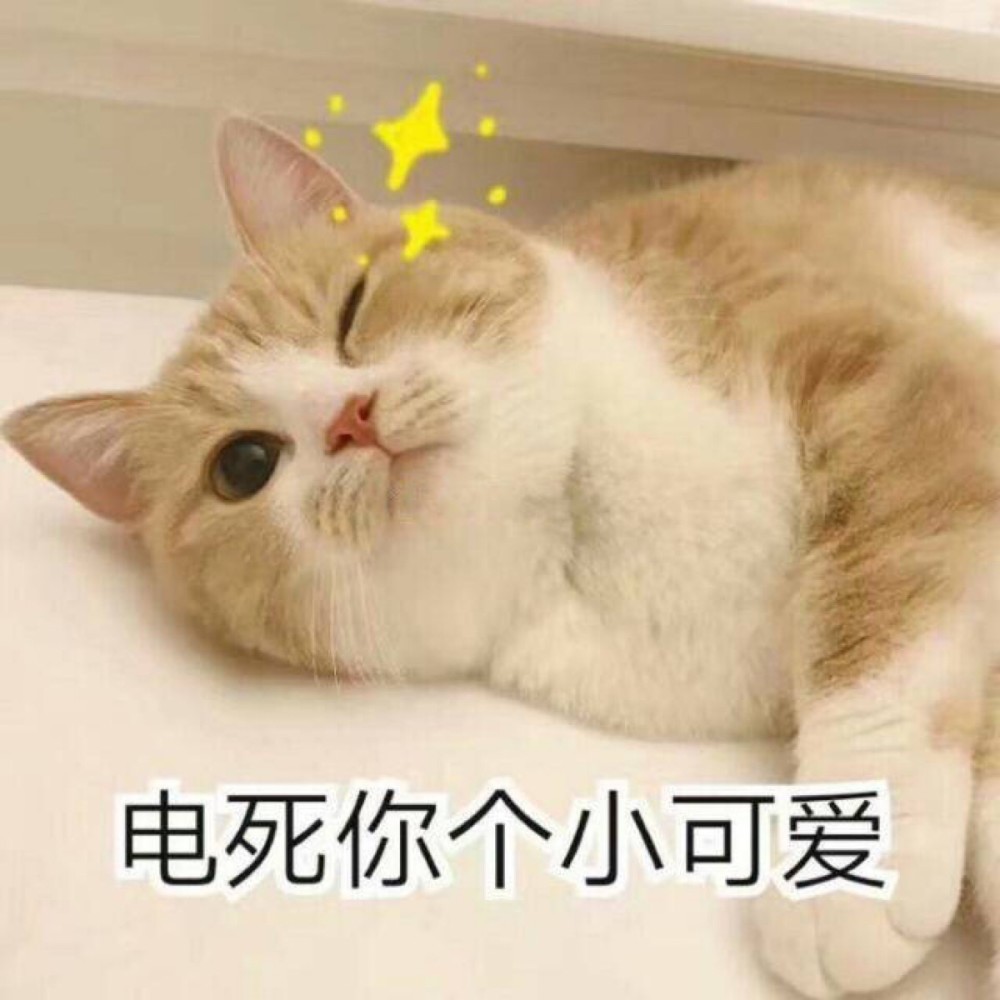 猫咪快递