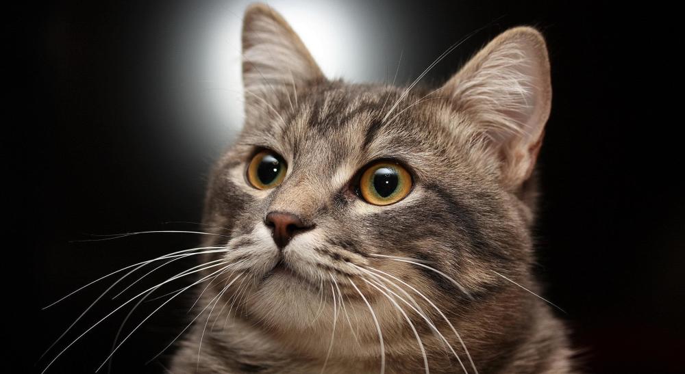 猫咪快递