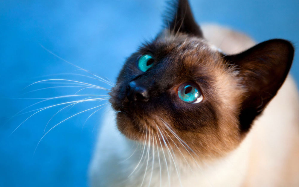猫咪快递