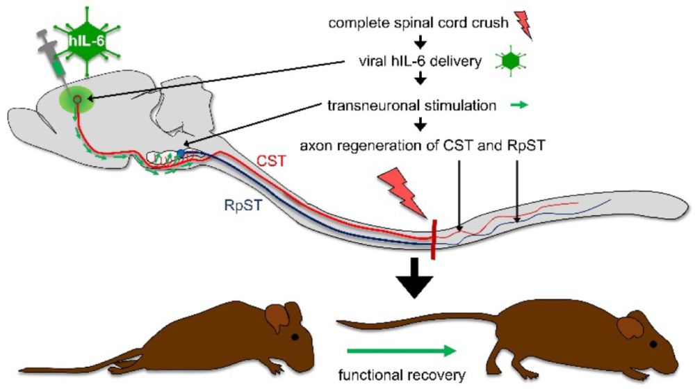 癱瘓小鼠重獲行動自由新型細胞因子或解決人類脊髓受損難題