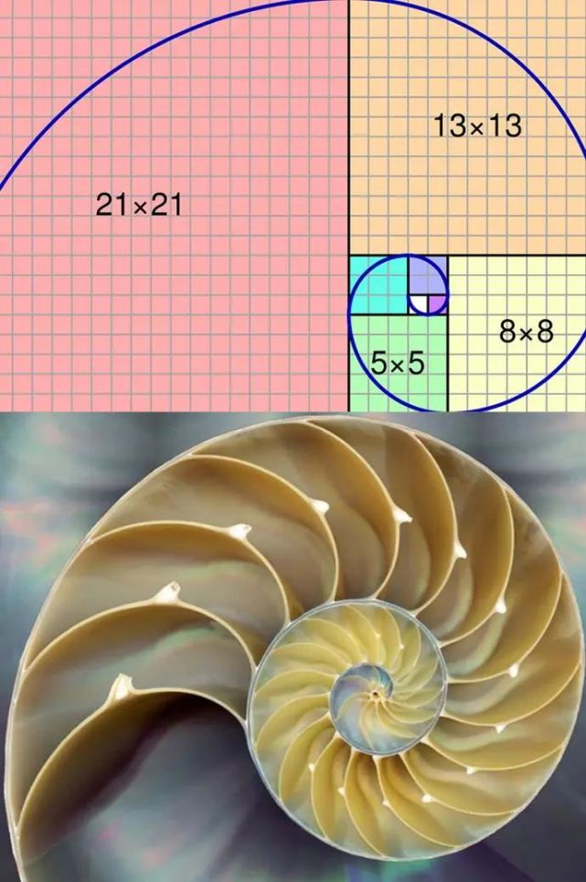 比如著名的斐波那契螺旋線,就表現出了和宇宙中螺旋星系以及海洋中的