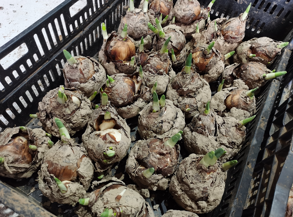 【探索】5万头优质水仙种球被冷藏,将在花博会开放