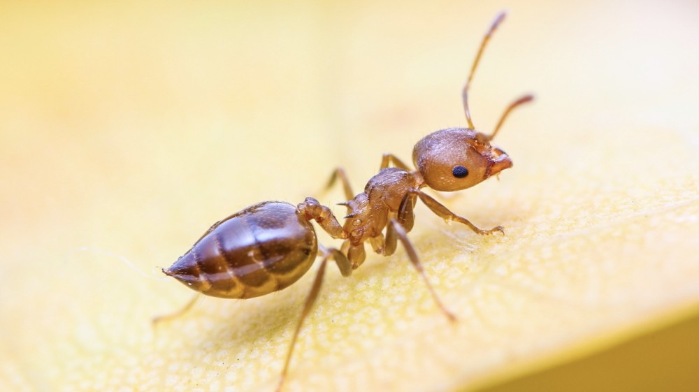 看似弱小无力的蚂蚁,为何能轻松举起重量为自身400倍的物体?_腾讯新闻