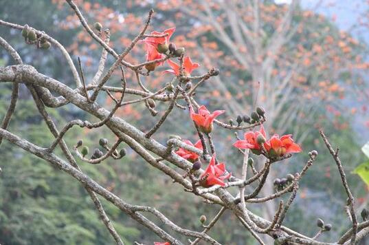 大山深处春来早今年第一批木棉花在昌江王下乡悄然绽放 腾讯新闻