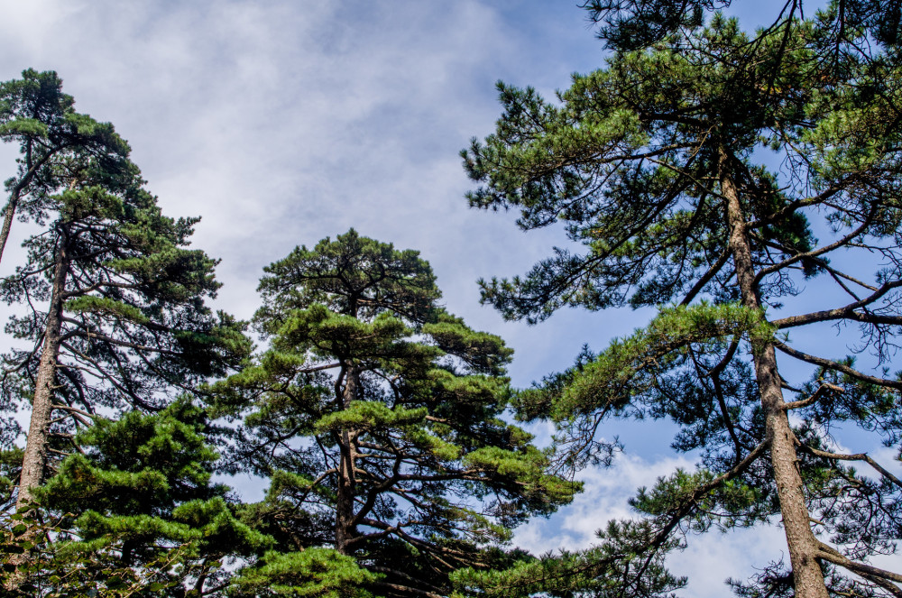 红松树林怎样才能利益最大化这些建议请收好林子发展全靠它