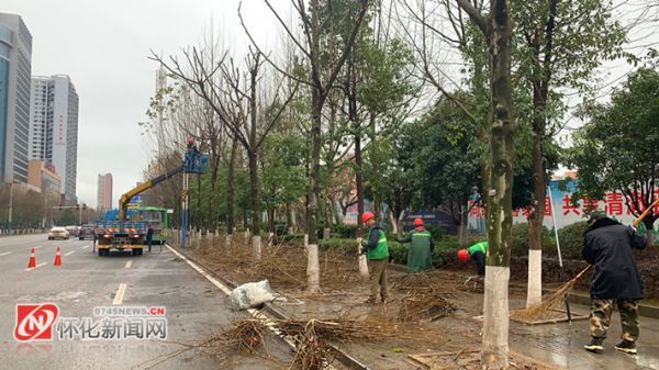 绿化树枝修剪技巧