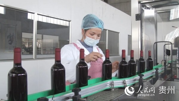 关岭高坡村:"卖鲜果""深加工"两步走 提升紫王葡萄附加值