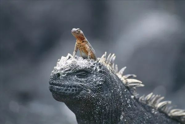 哥斯拉原型海鬣蜥数百万年的生存独白