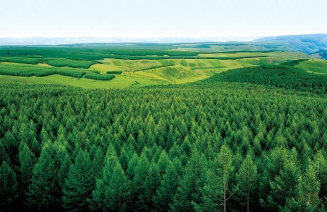 这处森林,就是位于我国内蒙古高原东南缘地带,地处内蒙古和河北北部