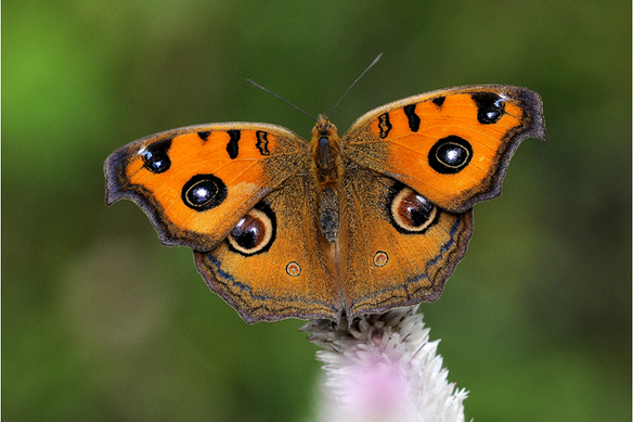 菜粉蝶,美眼蛱蝶,黄钩蛱蝶,玉带凤蝶……国内一些分布得广的种类,在