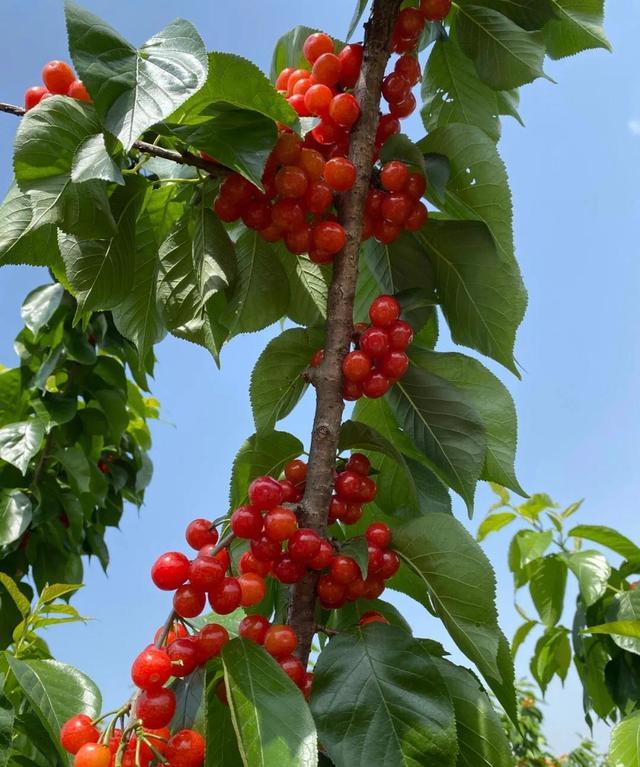 樱桃季来啦我国这些地方藏着超好吃的樱桃堪称樱桃中的翘楚