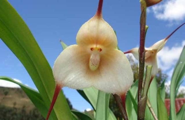 世界上形状"最奇特"的5种花,每种都很美,你们见过几种呢?